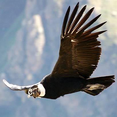 Condor